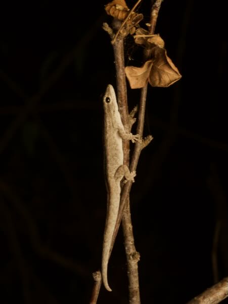 undescribed species (Lygodactylus cf. tuberosus "Toliara")