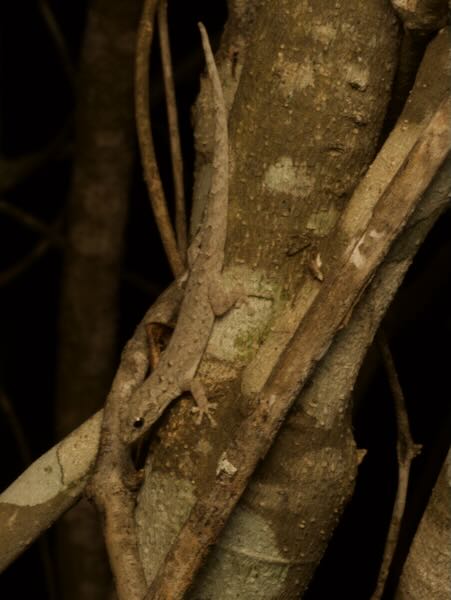 undescribed species (Lygodactylus cf. tuberosus "Toliara")