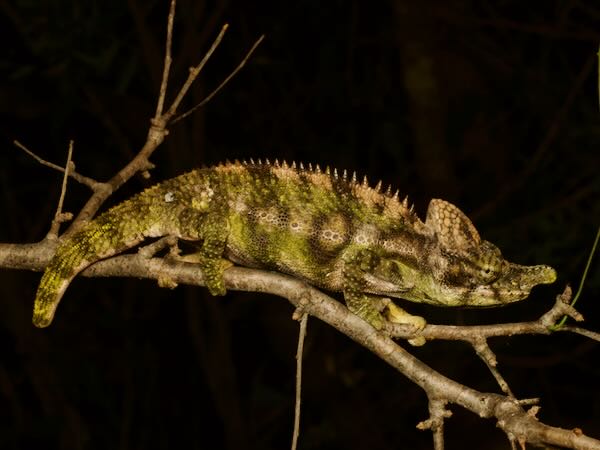 Antimena Chameleon (Furcifer antimena)