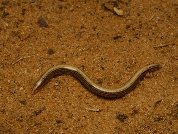 Redtail Burrowing Skink (Grandidierina rubrocaudata)