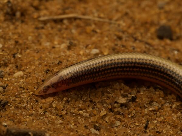 Redtail Burrowing Skink (Grandidierina rubrocaudata)