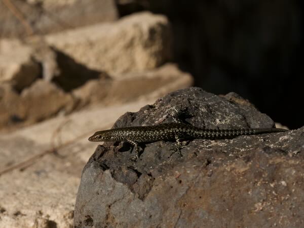 Voeltzkow’s Snake-eyed Skink (Cryptoblepharus voeltzkowi)