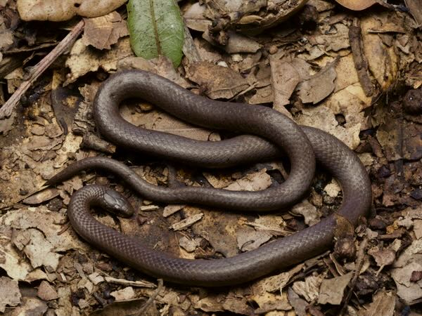 Forest Sharp-tailed Snake (Contia longicaudae)