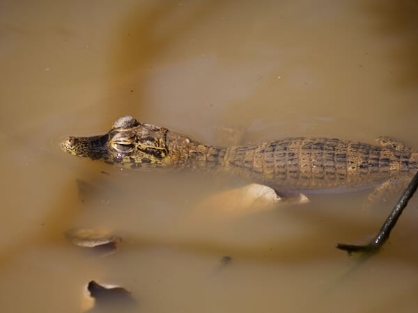 Yacare Caiman (Caiman yacare)