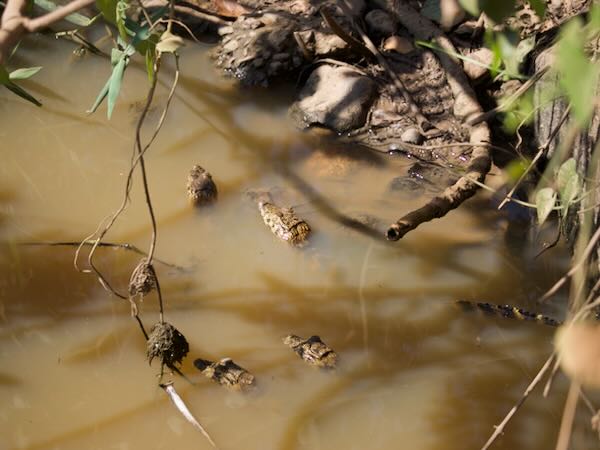 Yacare Caiman (Caiman yacare)