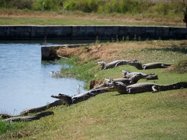 Yacare Caiman (Caiman yacare)