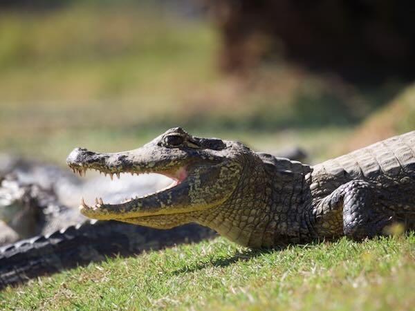 Yacare Caiman (Caiman yacare)