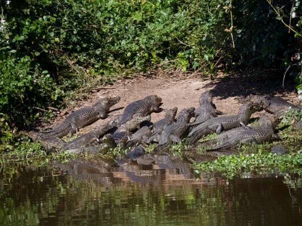 Yacare Caiman (Caiman yacare)