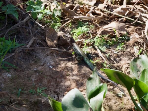 Giant Ameiva (Ameiva ameiva)