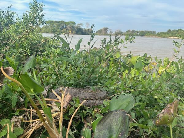 Yellow Anaconda (Eunectes notaeus)