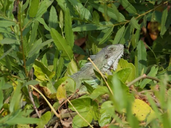 Green Iguana (Iguana iguana)