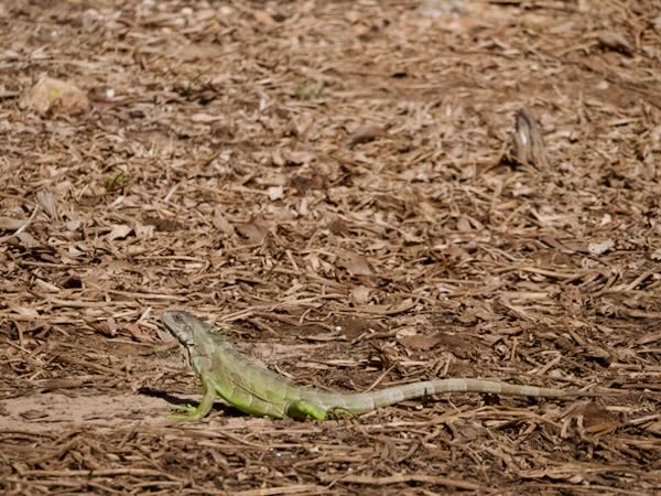 Green Iguana (Iguana iguana)