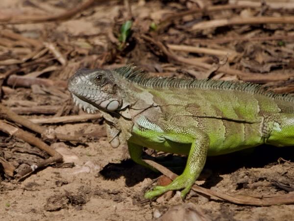 Green Iguana (Iguana iguana)