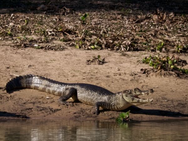 Yacare Caiman (Caiman yacare)