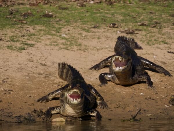 Yacare Caiman (Caiman yacare)