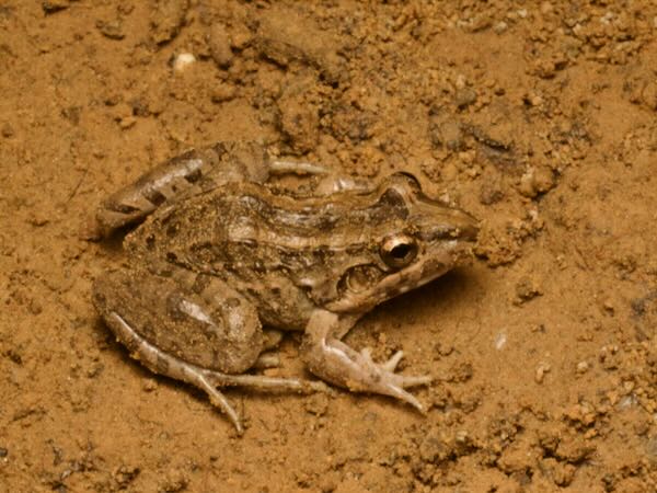 Miranda’s White-lipped Frog (Leptodactylus macrosternum)