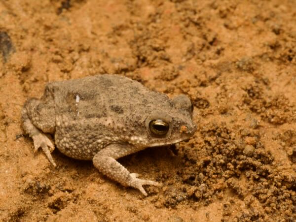 Chaco Granulated Toad (Rhinella major)