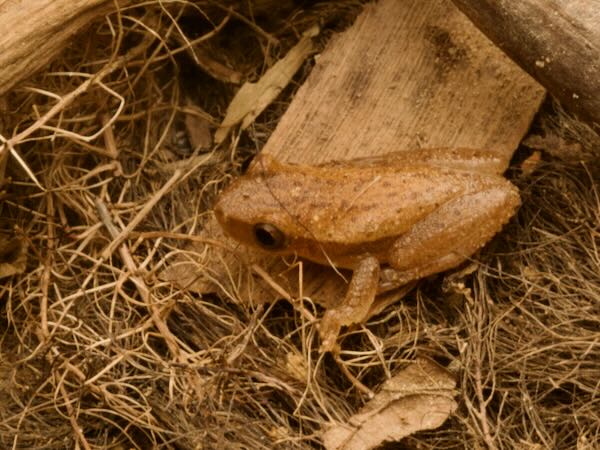 Dwarf Treefrog (Dendropsophus nanus)