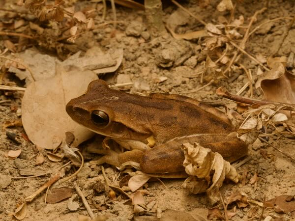 Chaco Treefrog (Boana raniceps)