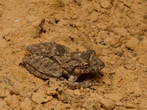 Mato Grosso Snouted Treefrog (Scinax acuminatus)