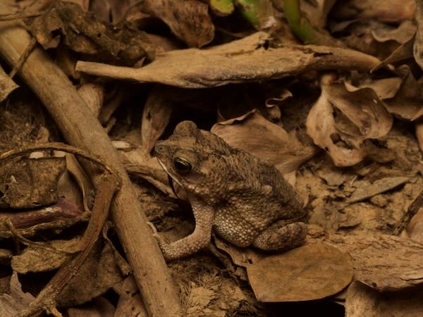 Chaco Granulated Toad (Rhinella major)