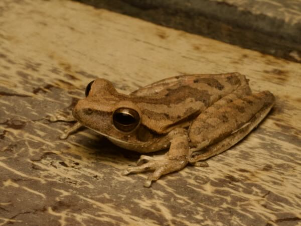 Chaco Treefrog (Boana raniceps)