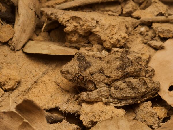 Mato Grosso Snouted Treefrog (Scinax acuminatus)