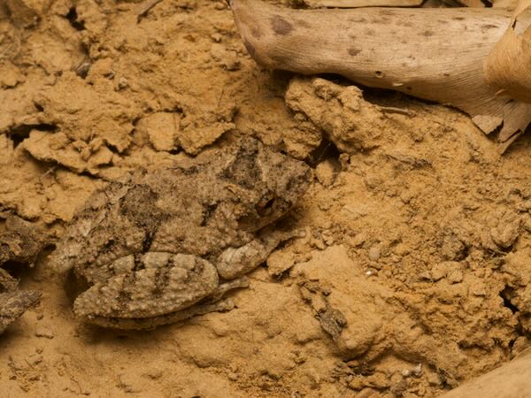 Mato Grosso Snouted Treefrog (Scinax acuminatus)