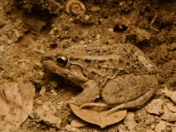 Miranda’s White-lipped Frog (Leptodactylus macrosternum)