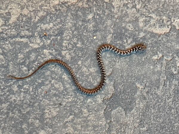 Almaden Ground Snake (Erythrolamprus almadensis)