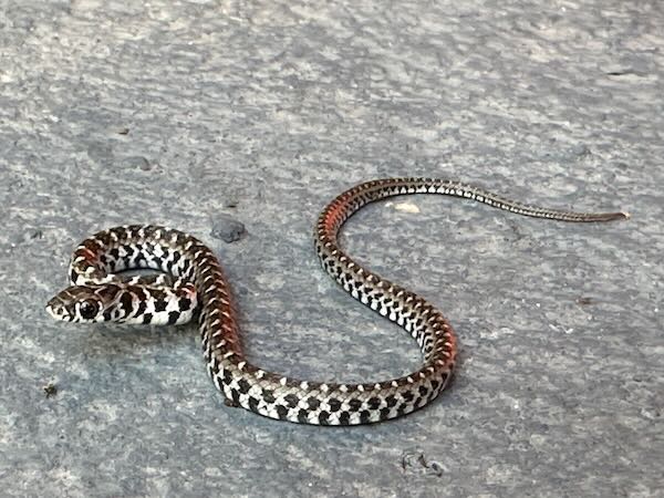 Almaden Ground Snake (Erythrolamprus almadensis)