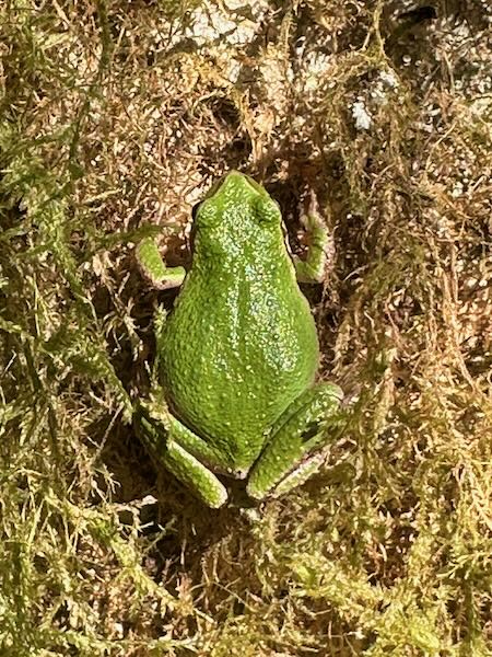 Northern Pacific Chorus Frog (Pseudacris regilla)