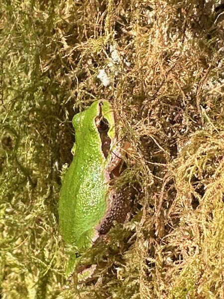 Northern Pacific Chorus Frog (Pseudacris regilla)