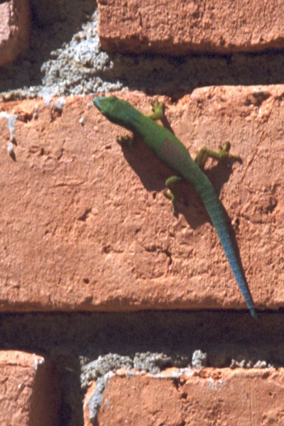 Lined Day Gecko (Phelsuma lineata lineata)