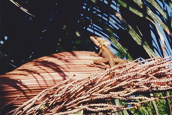 Brown Basilisk (Basiliscus vittatus)