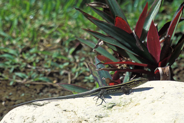 Four-lined Ameiva (Holcosus quadrilineatus)