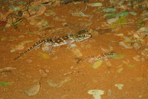 Madagascar Ground Gecko (Paroedura picta)