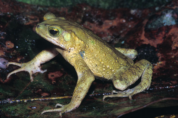 Green Climbing Toad (Incilius coniferus)