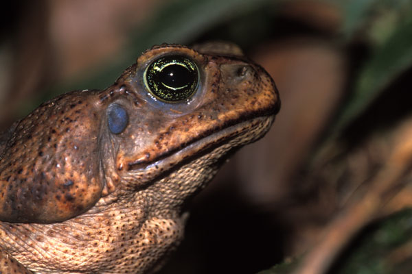 Giant Toad (Rhinella horribilis)