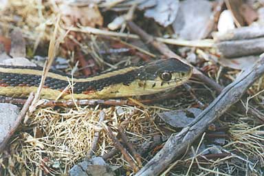 Valley Gartersnake (Thamnophis sirtalis fitchi)