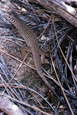 California Whiptail (Aspidoscelis tigris munda)