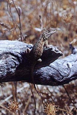 Western Side-blotched Lizard (Uta stansburiana elegans)