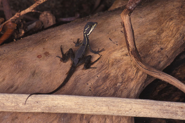 Common Basilisk (Basiliscus basiliscus)