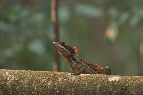 Common Basilisk (Basiliscus basiliscus)