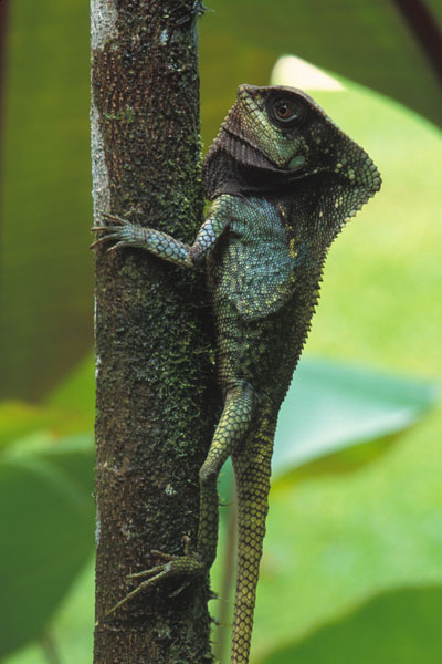 Helmeted Basilisk (Corytophanes cristatus)