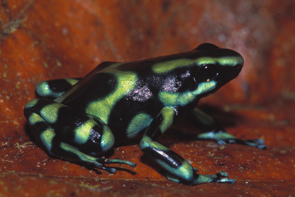 Green-and-black Poison Dart Frog (Dendrobates auratus)