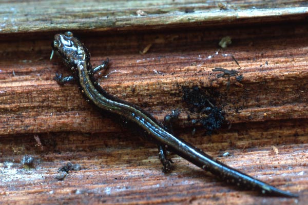 Del Norte Salamander (Plethodon elongatus)