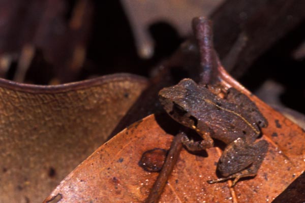 Stejneger’s Rain Frog (Craugastor stejnegerianus)