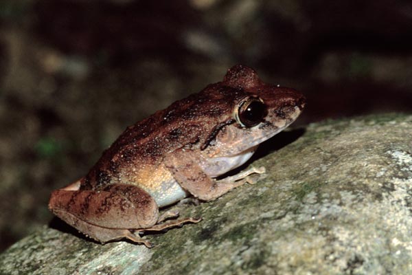 Common Rain Frog (Craugastor fitzingeri)