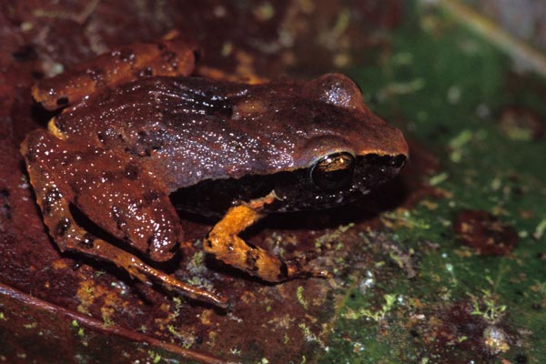 Stejneger’s Rain Frog (Craugastor stejnegerianus)